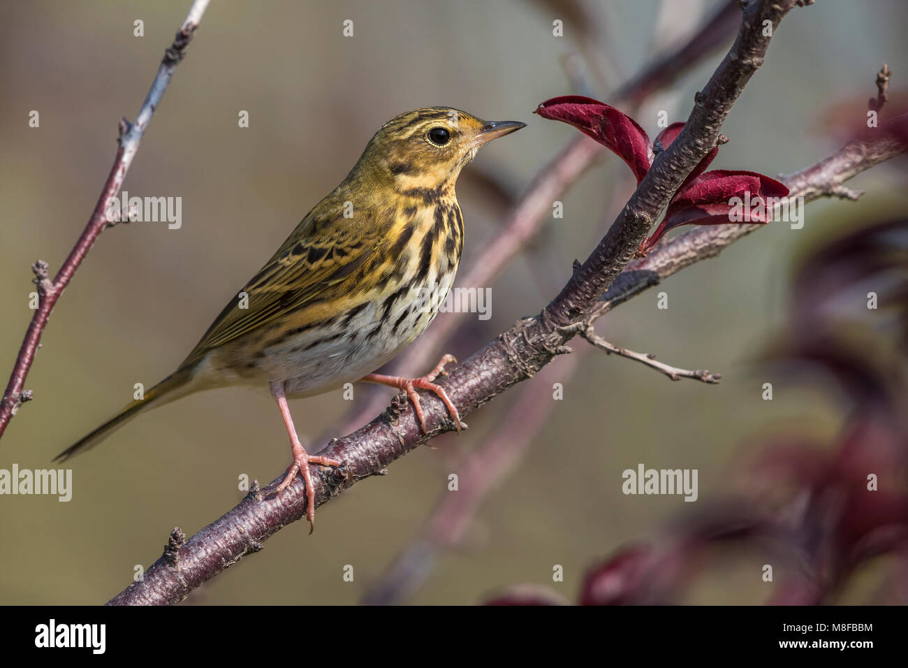 Boompieper Siberische Pipit à dos olive ; Banque D'Images