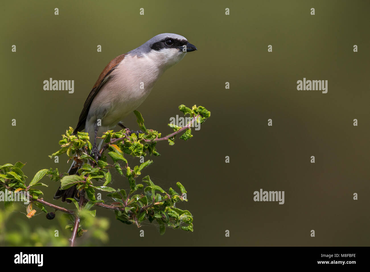 Homme Klauwier zittend Grauwe volwassen dans struik, Pie-grièche écorcheur mâle adulte perché en bush Banque D'Images