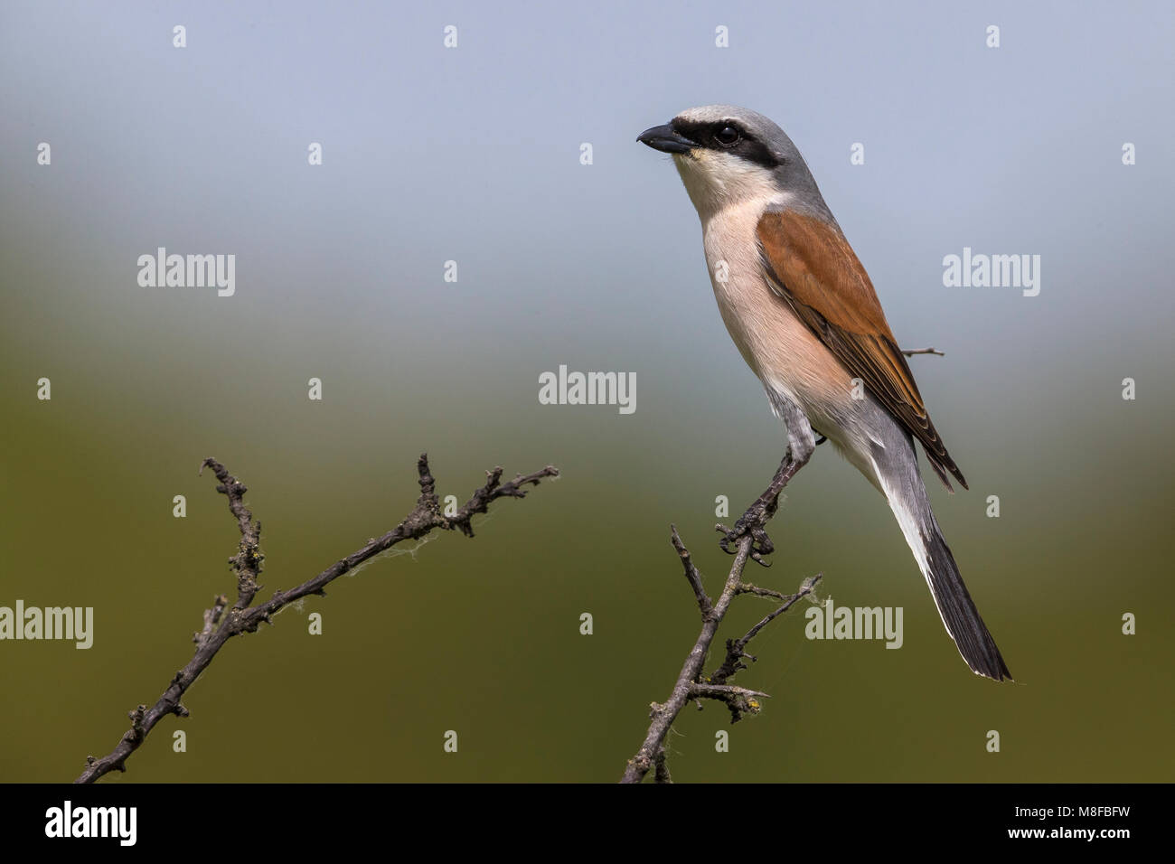 Homme Klauwier zittend Grauwe volwassen dans struik, Pie-grièche écorcheur mâle adulte perché en bush Banque D'Images