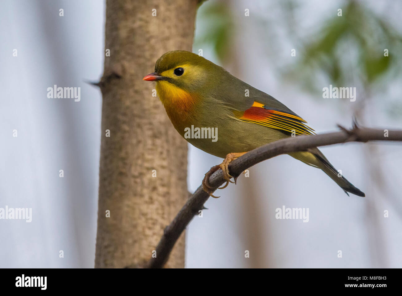 Nachtegaal japonais ; Red-billed Leiothrix Banque D'Images