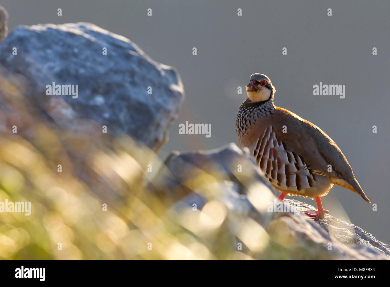 Rode Patrijs ; Red-legged Partridge Banque D'Images