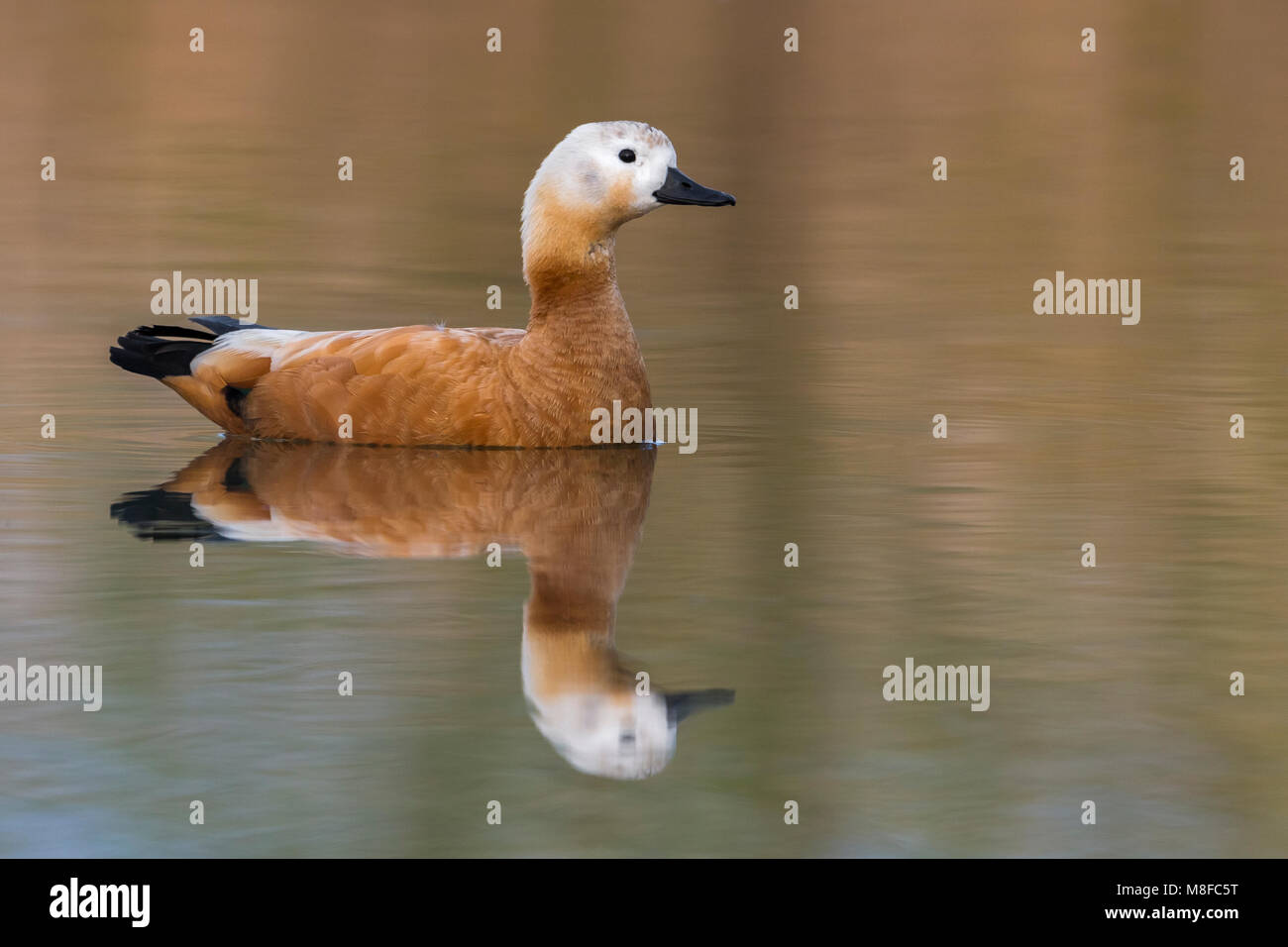 Casarca Ruddy Shellduck, Banque D'Images