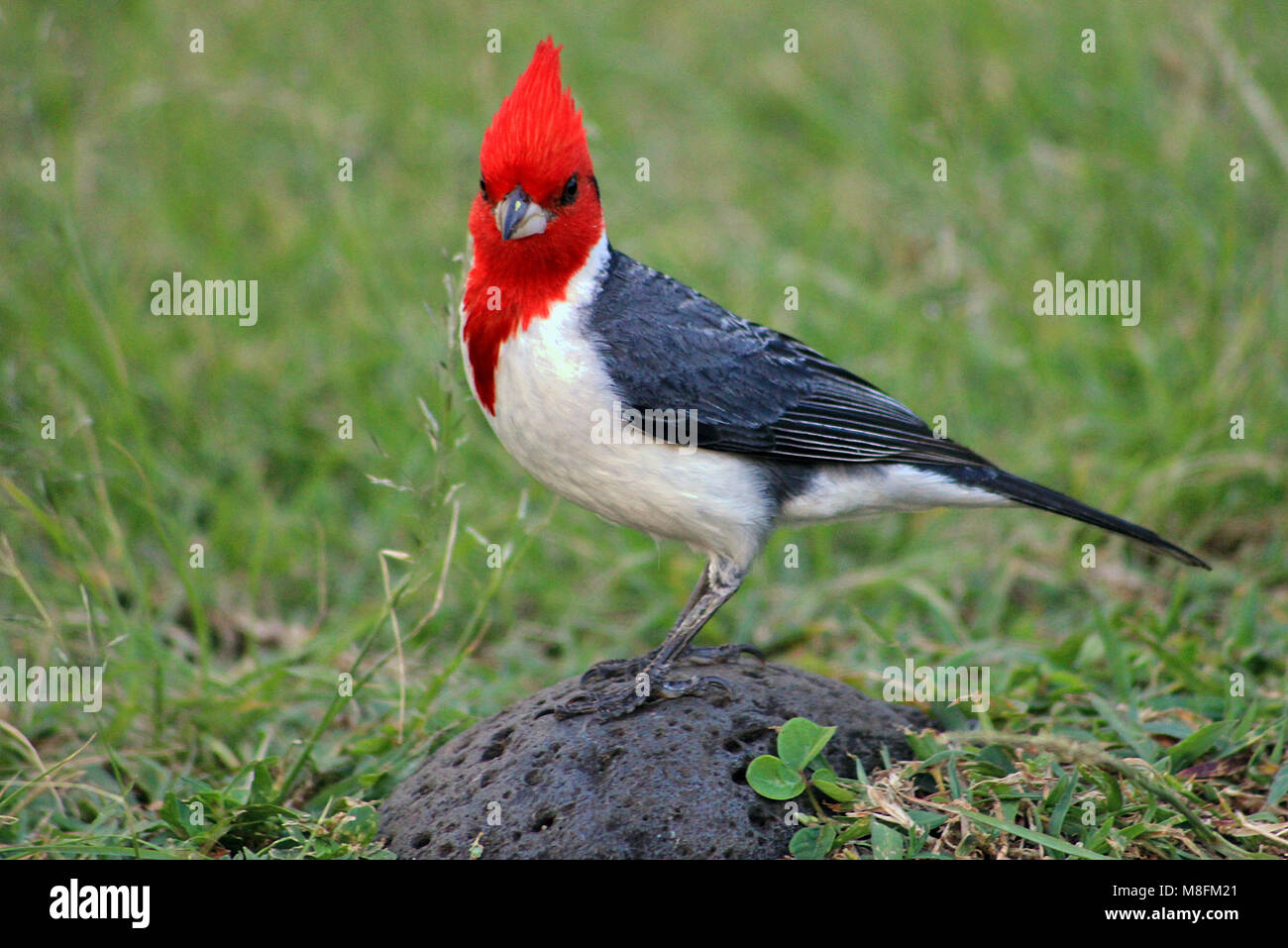 Le Cardinal à huppe rouge (Paroaria coronata) assis sur un morceau de roche volcanique sur la route de Hana sur l'Hawai'ian île de Maui. Banque D'Images