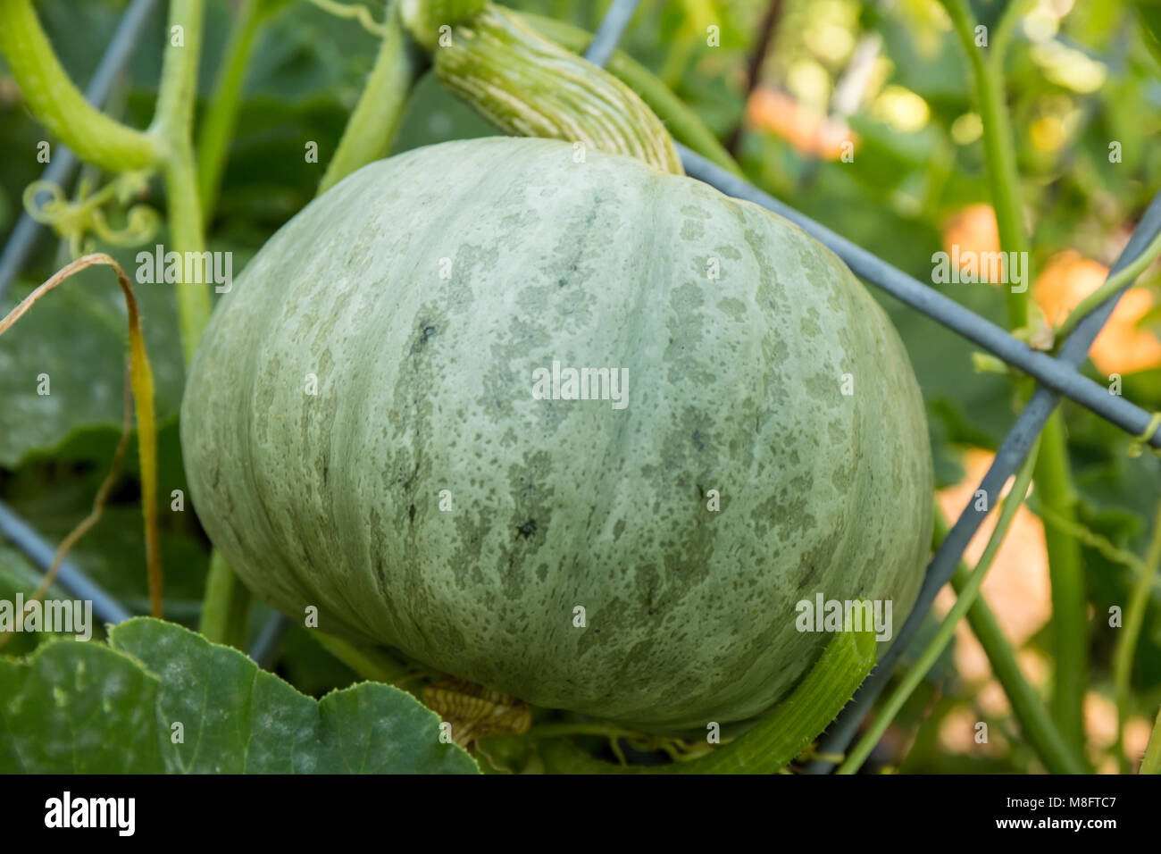 Courge Kabocha growing Banque D'Images