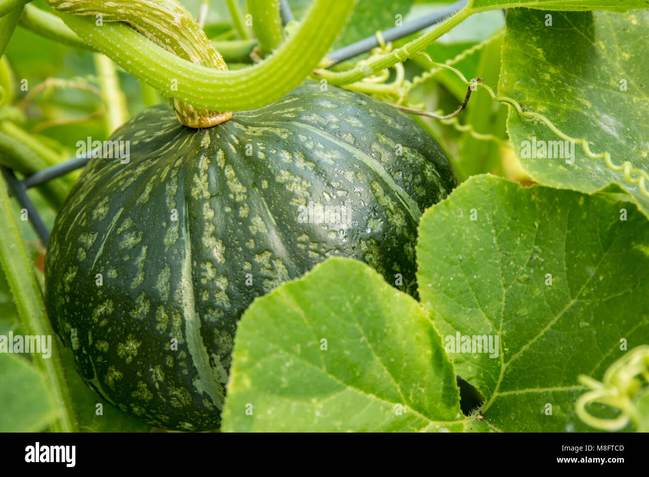 Bush Buttercup Squash growing Discus Banque D'Images