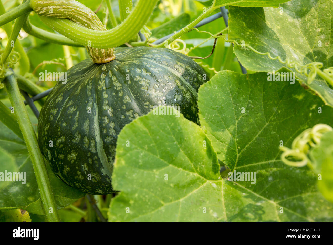 Bush Buttercup Squash growing Discus Banque D'Images