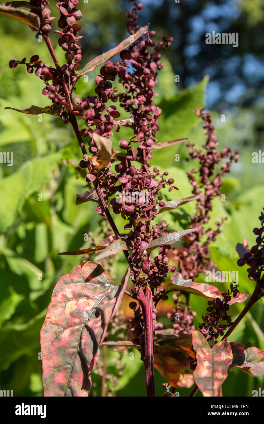 Orach Atriplex hortensis (rouge) croissant dans un jardin. Banque D'Images