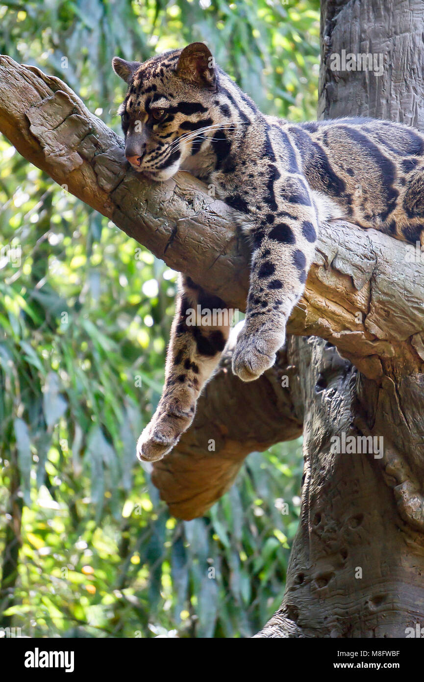 Leopard se prélasser dans un arbre Banque D'Images