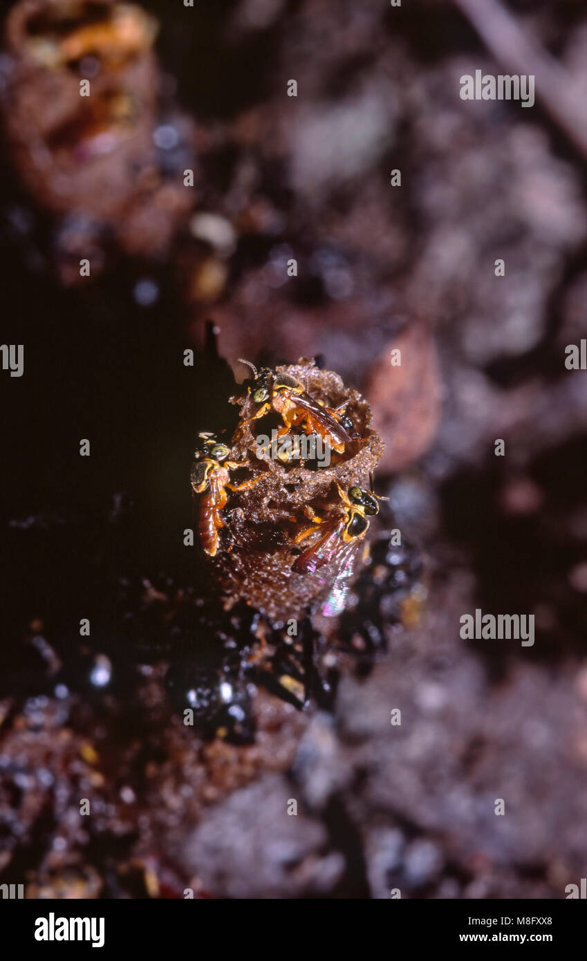 Eusociale abeilles mélipones (Tetragonisca angustula) et l'entrée du tube de cire à leur nid/ruche Banque D'Images