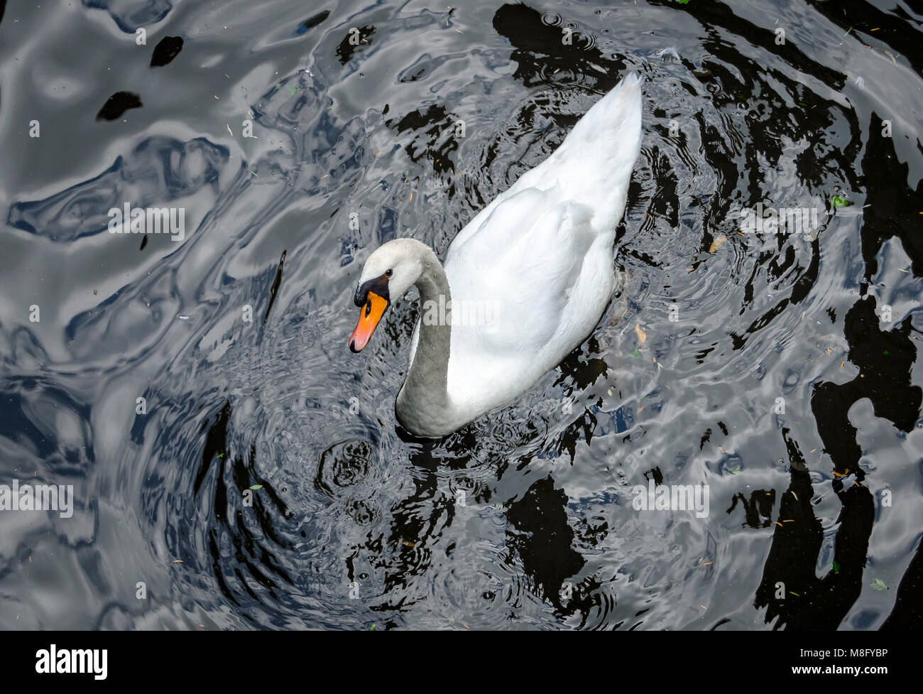 Il me semble qu'il pose la swan avant que l'appareil photo, il sait lui-même beau. Banque D'Images