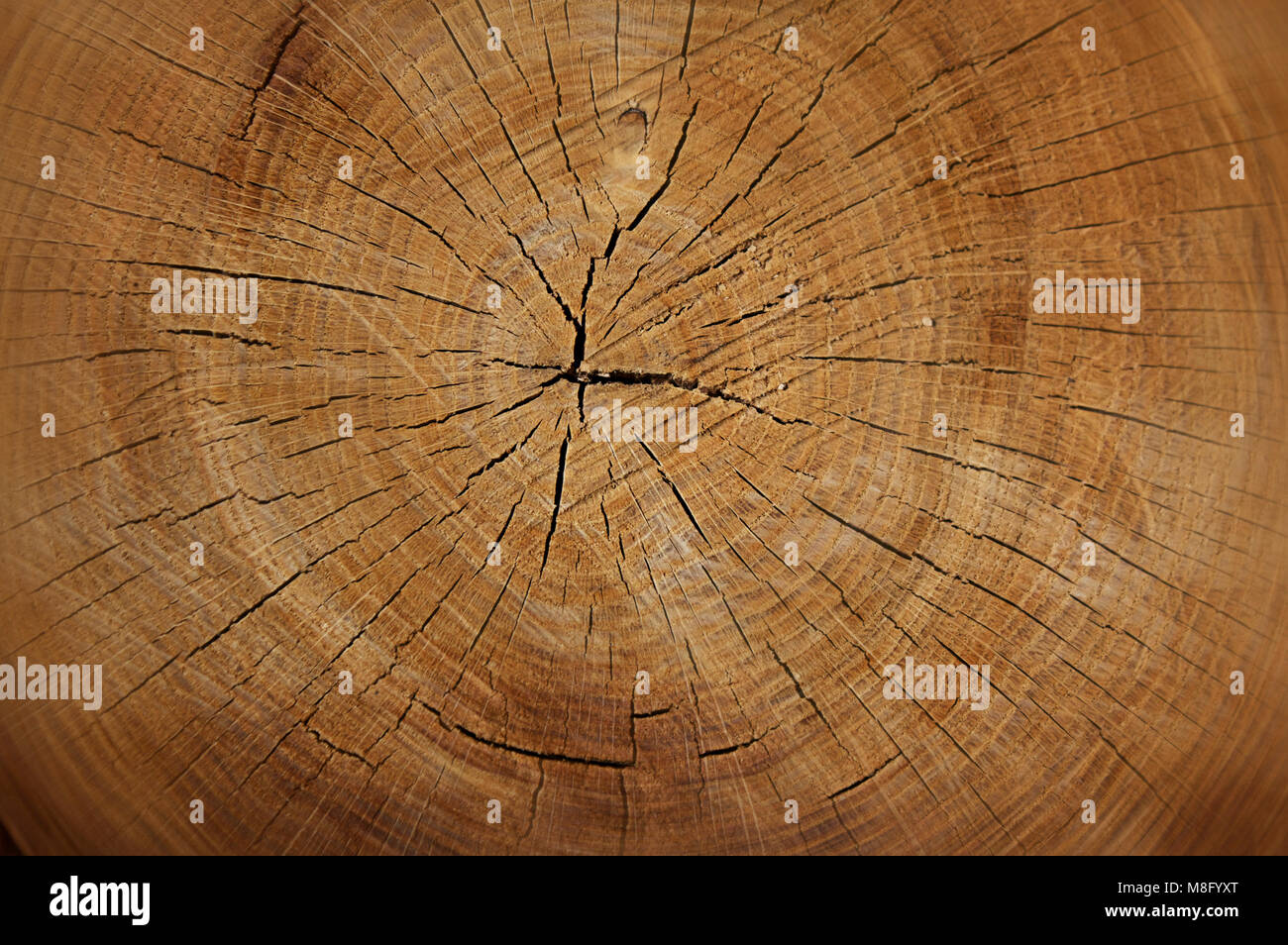Fond de texture chaude tronc d'arbre avec anneaux annuels et des petites fissures Banque D'Images