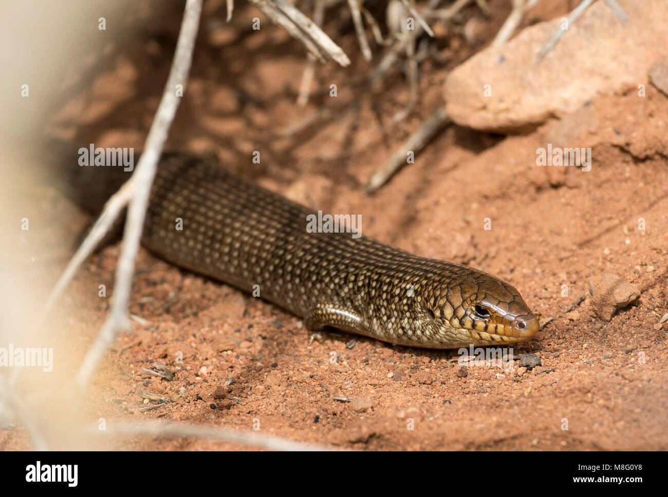 L'échelle de nombreux scinque cylindrique (Chalcides polylepis) dans le désert du Sahara de l'ouest du Maroc. Banque D'Images