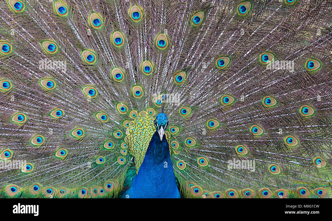 Peacock affichant son plumage de la queue à Walton Hall and Gardens zoo pour les enfants le 14 mars 2018 Banque D'Images