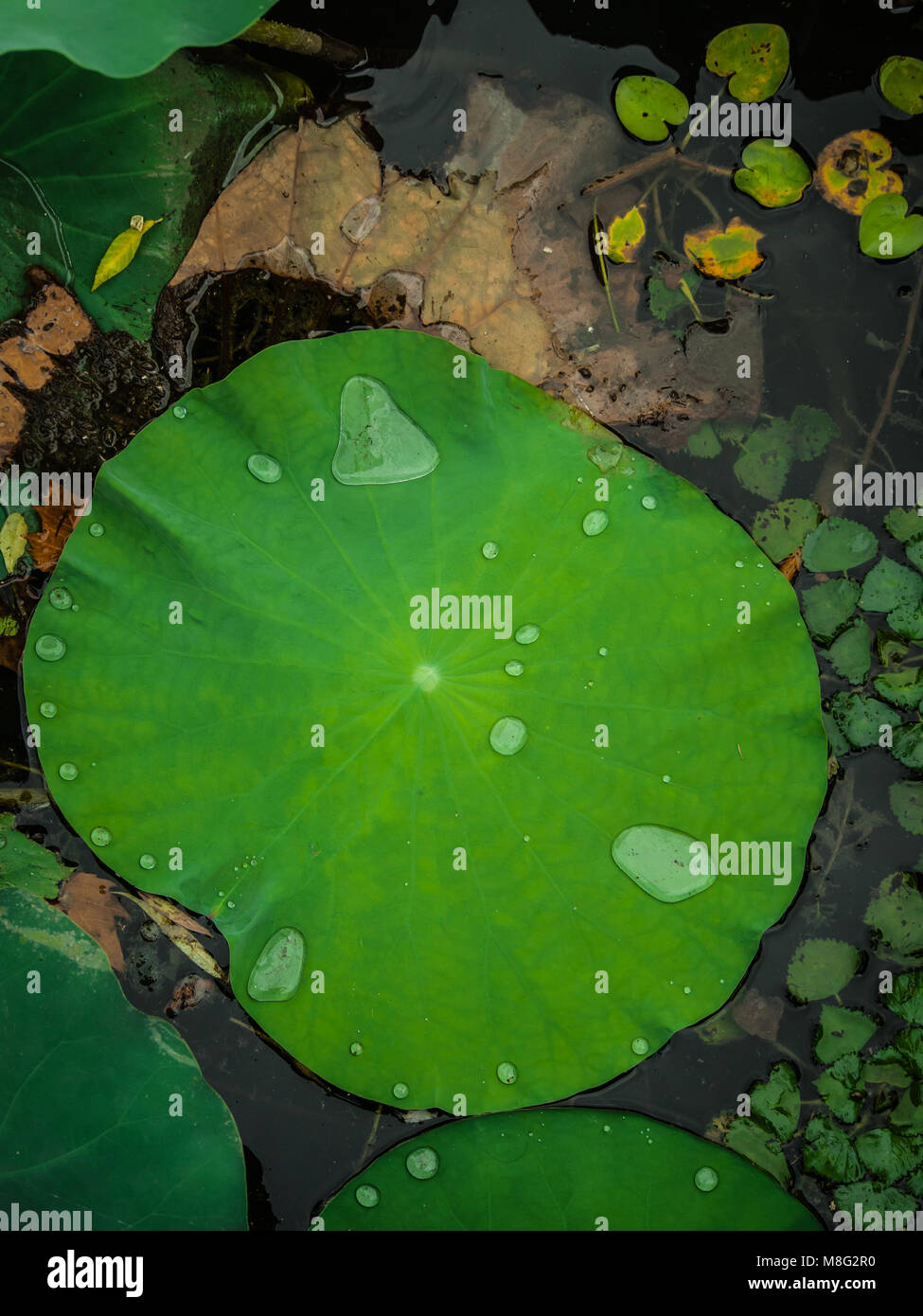 Belles feuilles de lotus dans un étang Banque D'Images