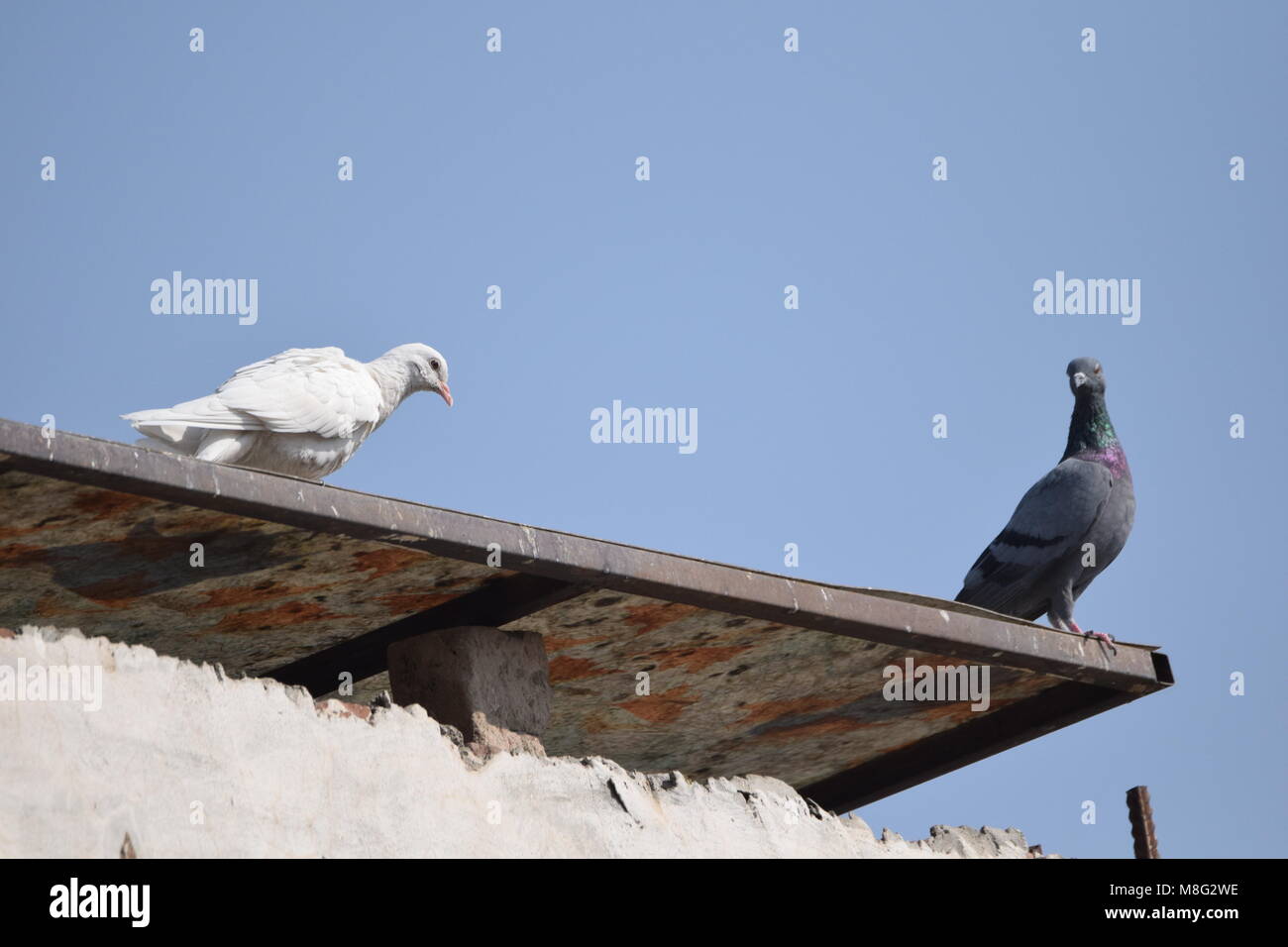 Deux pigeons sur le toit Banque D'Images