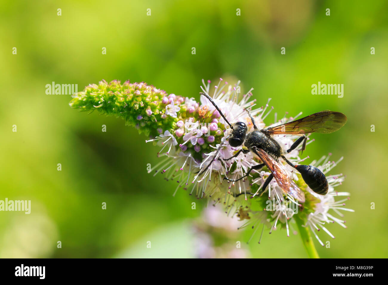 L'Ammophila sabulosa insectes étranges, le red-banded wasp de sable se nourrissent d'une fleur blanche. Banque D'Images