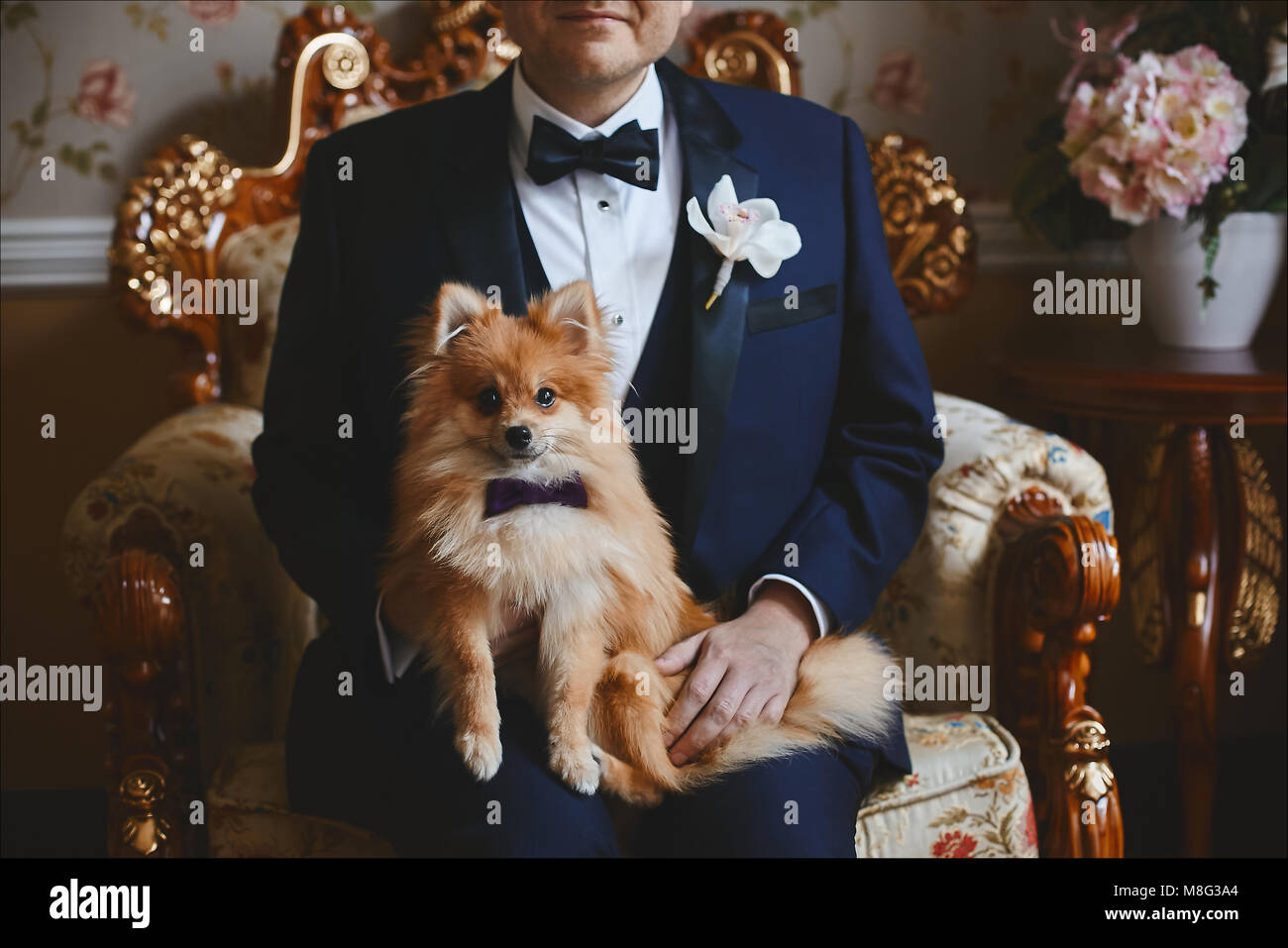 chien avec noeud noué tuxedo mariage berger chien brebis chien Photo Stock  - Alamy
