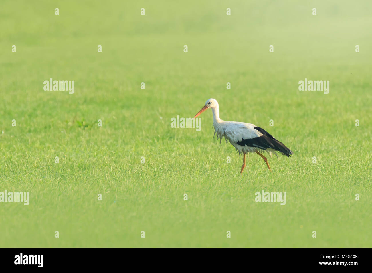 Oiseau cigogne Ciconia ciconia de nourriture dans l'herbe sur les terres agricoles Banque D'Images