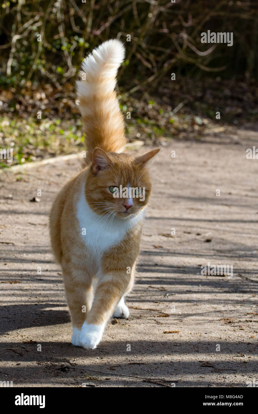 Piloerection Banque De Photographies Et D Images A Haute Resolution Alamy