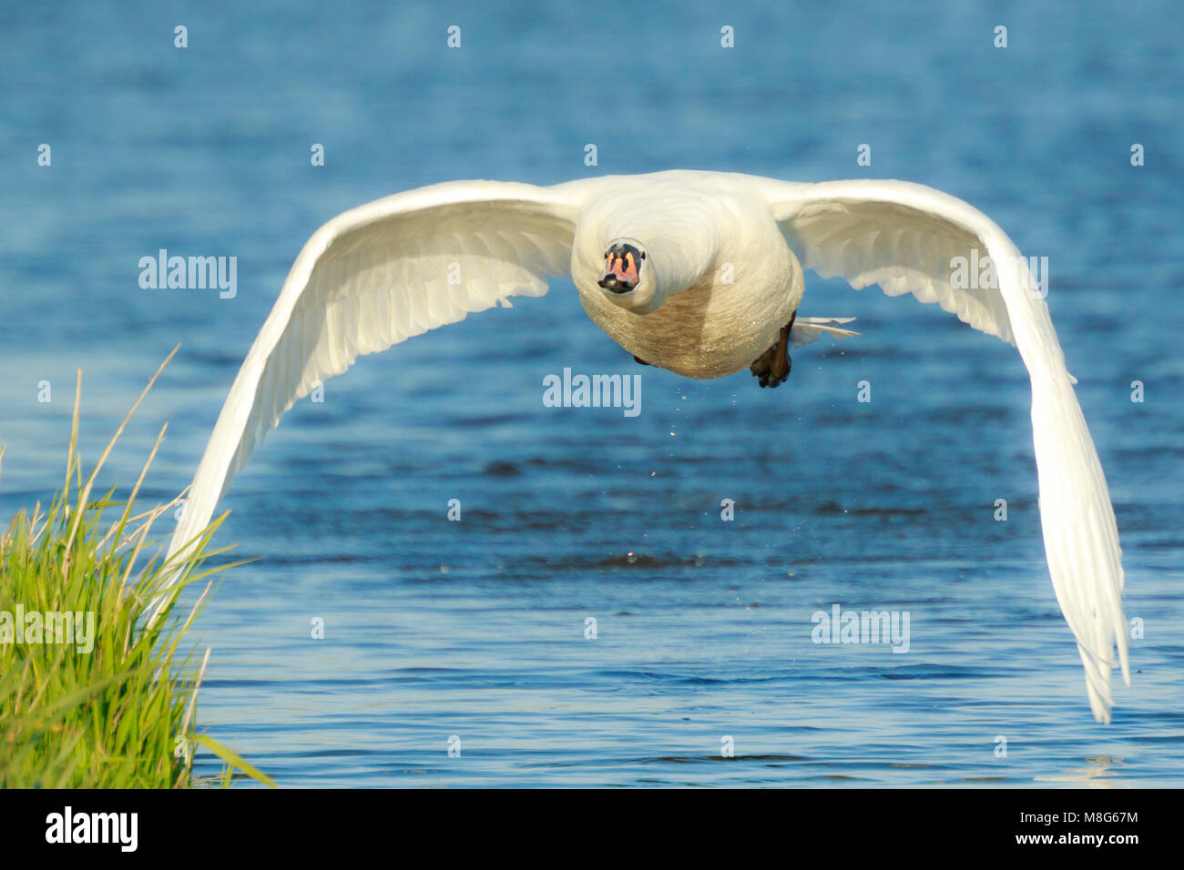 Libre d'un cygne tuberculé (Cygnus olor) le décollage dans une rivière Banque D'Images