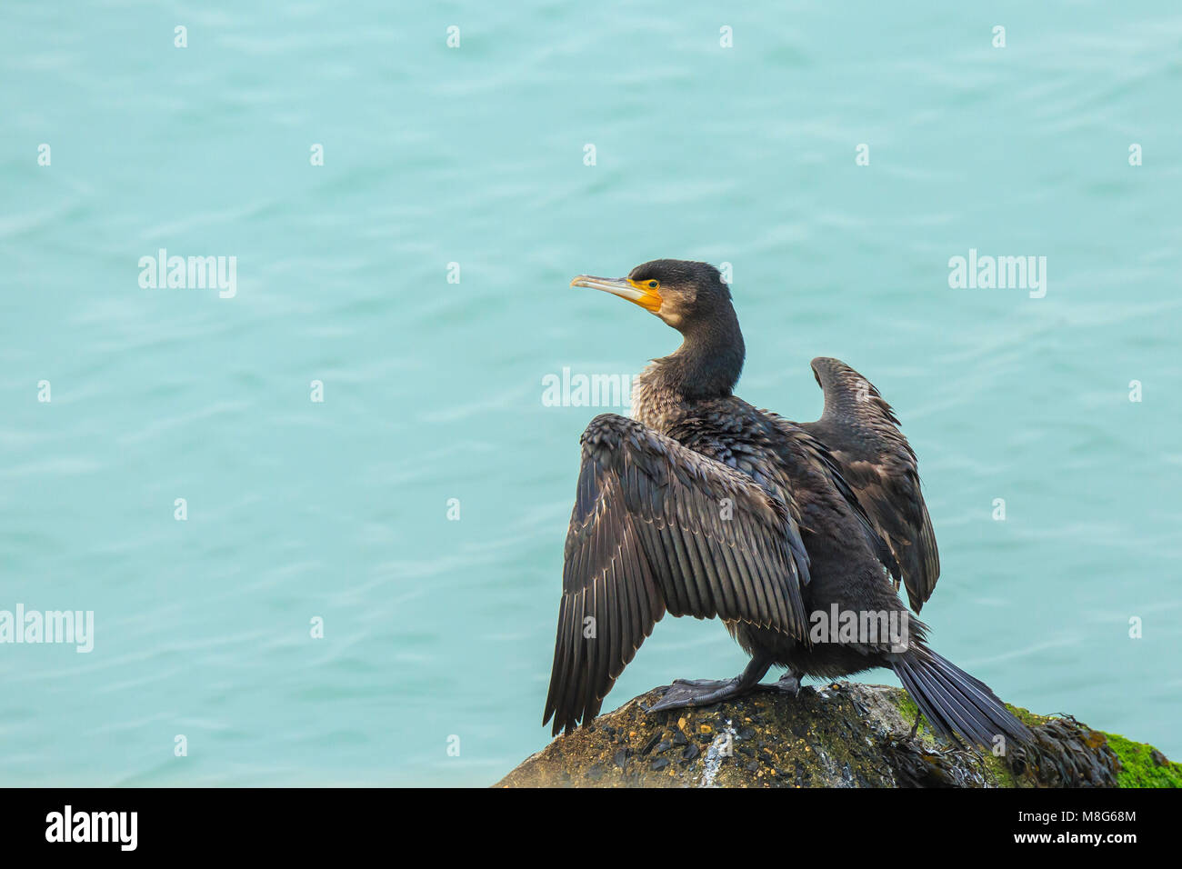 Cormoran Phalacrocorax carbo, laisse ses ailes sèchent au soleil. C'est comportement caractéristique d'un Cormorant. Banque D'Images