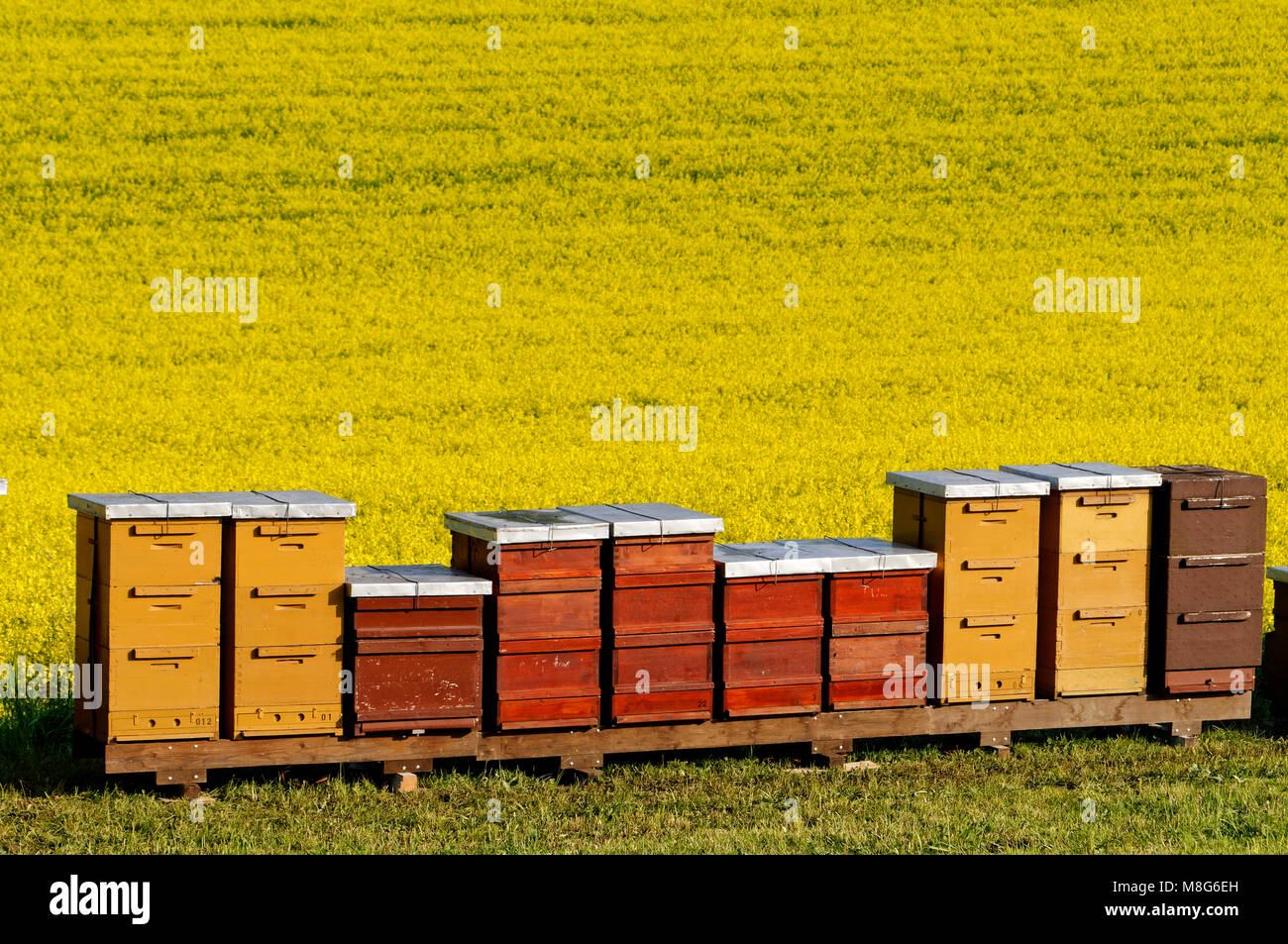 Des ruches à un champ de canola près de Feldstetten sur les Alpes Souabes, Bade-Wurtemberg, Allemagne Banque D'Images