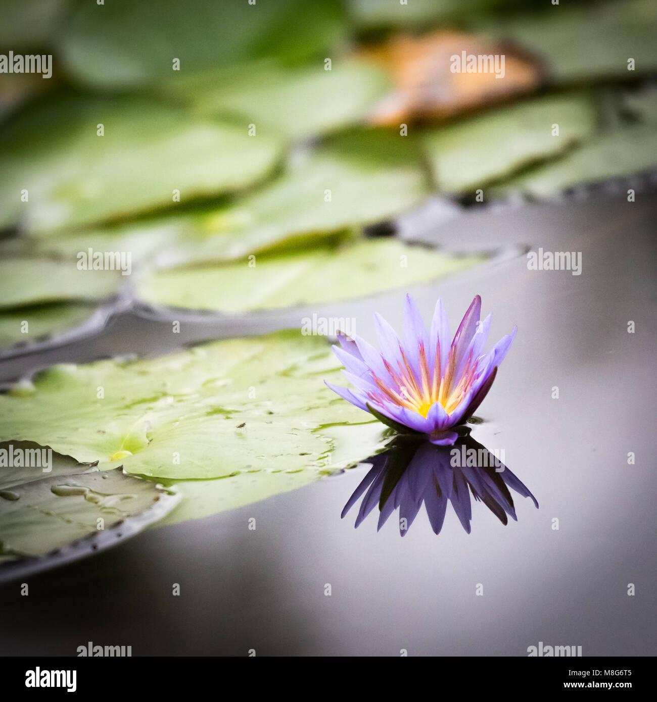 Lotus bleu du Nil Lily dans le Marais de Mabamba en Ouganda Banque D'Images