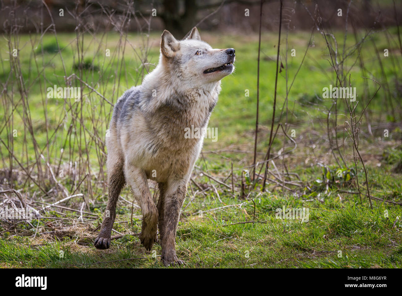 Wolf, représenté à la U Conservation Society, les loups ont lieu dans de grands espaces et de bien d'eux, ils ont sauvé un grand nombre de loups d'une mort certaine. Banque D'Images