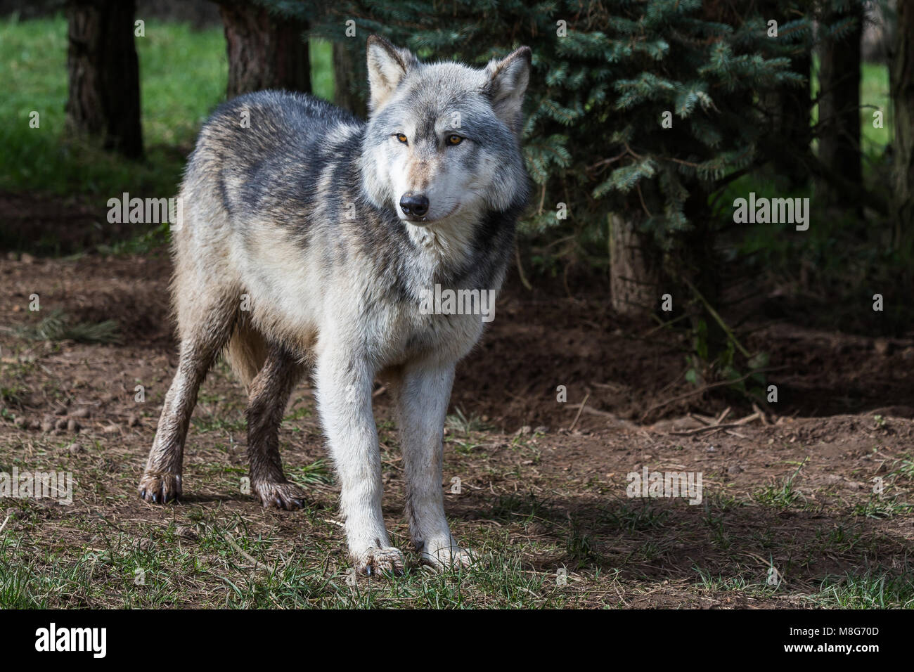 Wolf, représenté à la U Conservation Society, les loups ont lieu dans de grands espaces et de bien d'eux, ils ont sauvé un grand nombre de loups d'une mort certaine. Banque D'Images