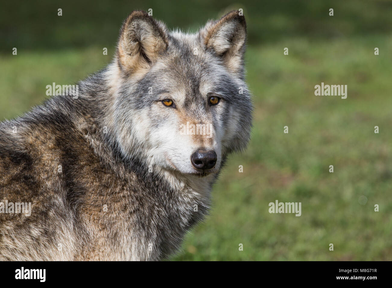 Wolf, représenté à la forêt dans les prises UK en 2018, près de Beenham, les loups dans le cadre d'un programme de conservation et de sensibilisation du public, des difficultés auxquelles ces. Banque D'Images