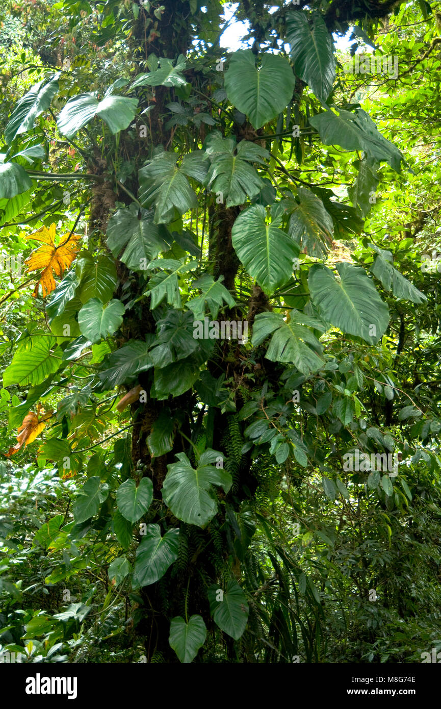 Cet environnement humide à Monteverde Cloud Forest Reserve contribue à promouvoir une quantité énorme de la biodiversité, Banque D'Images