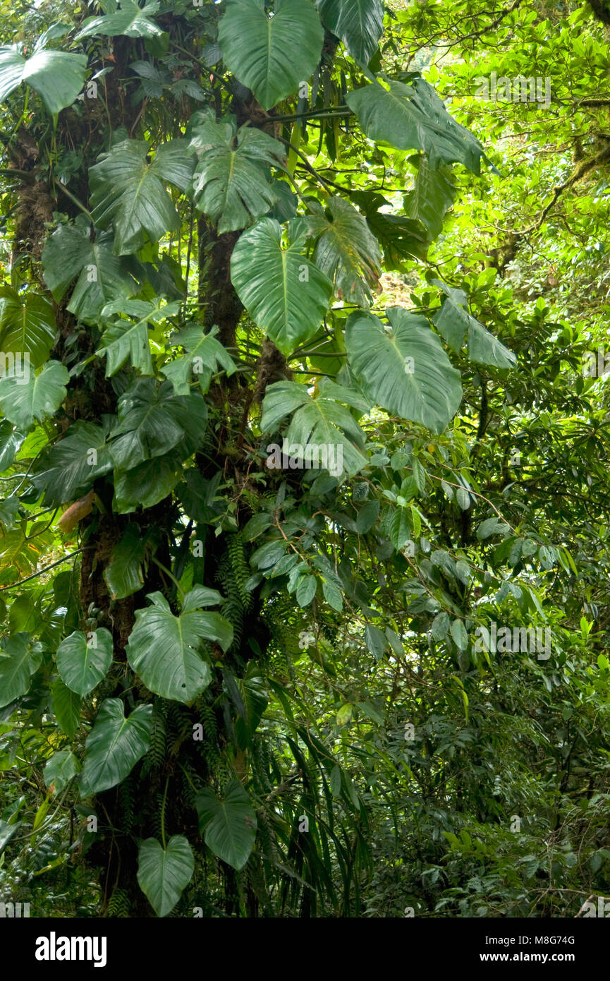 Cet environnement humide à Monteverde Cloud Forest Reserve contribue à promouvoir une quantité énorme de la biodiversité, Banque D'Images