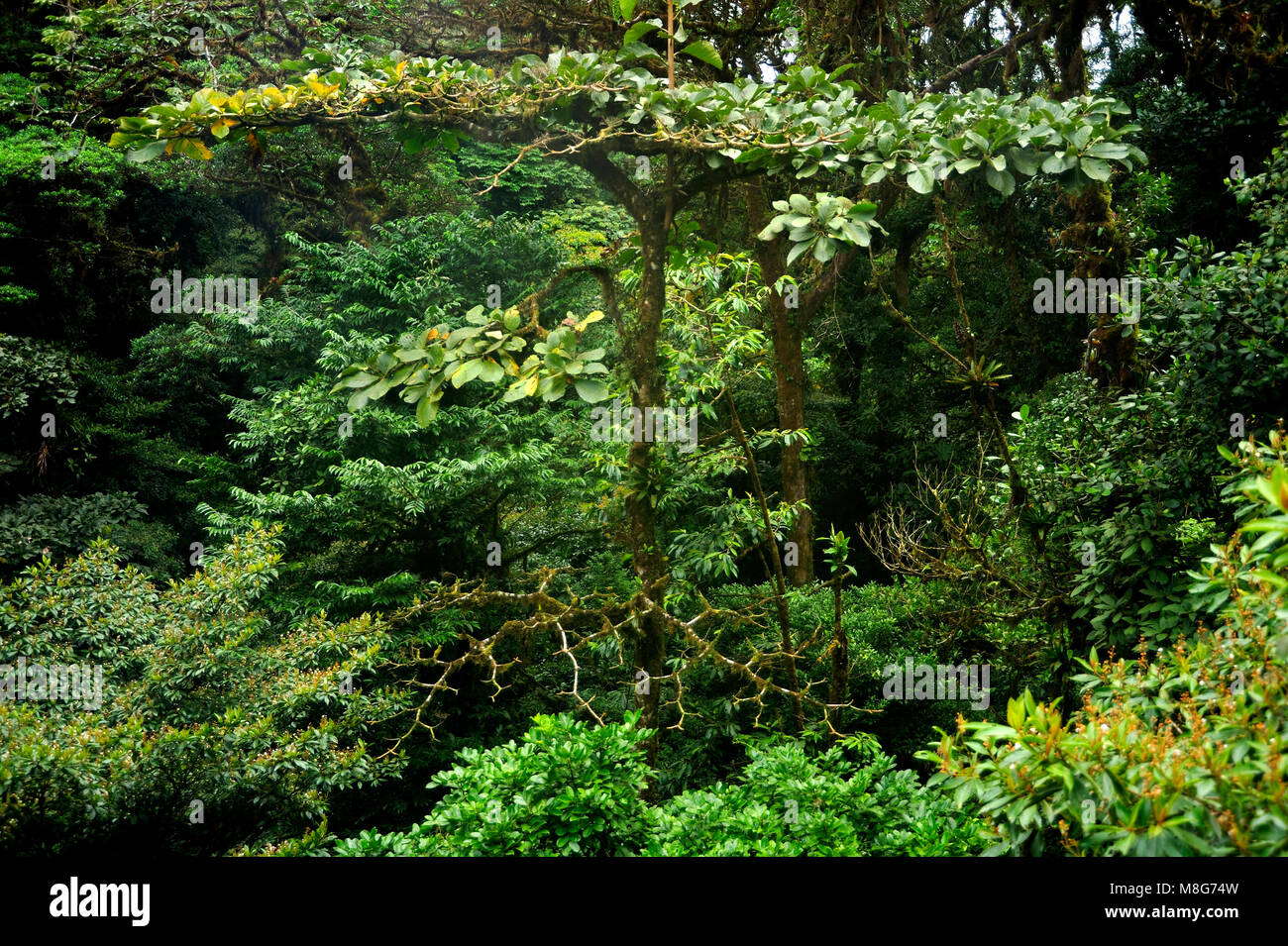 Feuillage vert et luxuriant entoure les nombreux sentiers de randonnées dans la Forêt Nuageuse de Monteverde au Costa Rica. Banque D'Images