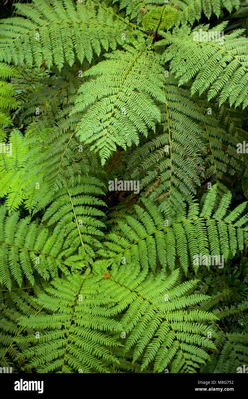 Les frondes de fougère comme vu d'en haut dans la réserve de la Forêt Nuageuse de Monteverde. Banque D'Images
