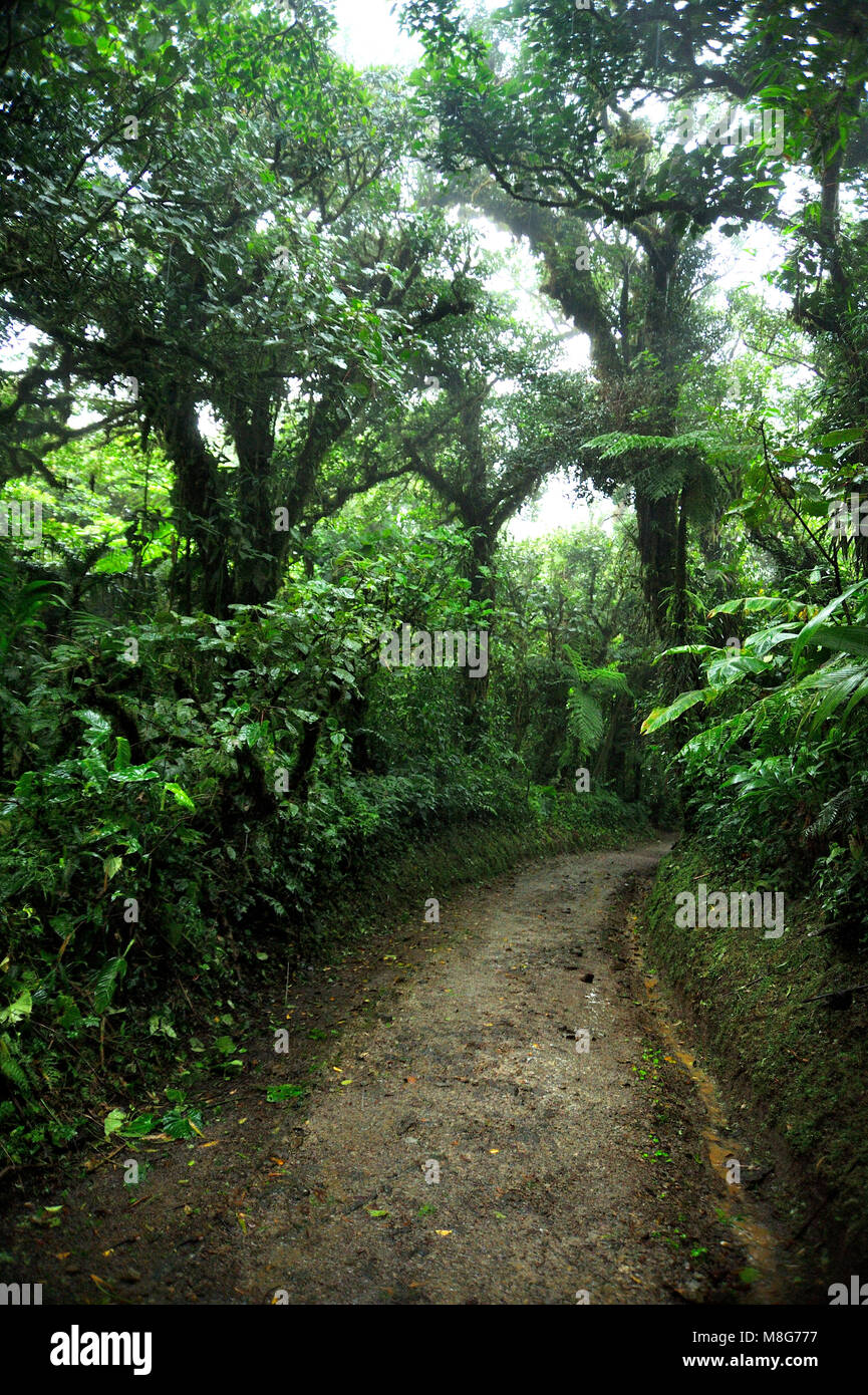 Feuillage vert et luxuriant entoure les nombreux sentiers de randonnées dans la Forêt Nuageuse de Monteverde au Costa Rica. Banque D'Images