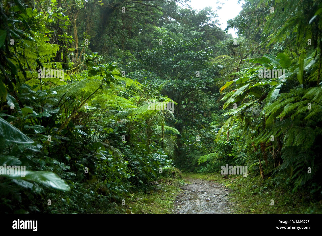 Feuillage vert et luxuriant entoure les nombreux sentiers de randonnées dans la Forêt Nuageuse de Monteverde au Costa Rica. Banque D'Images