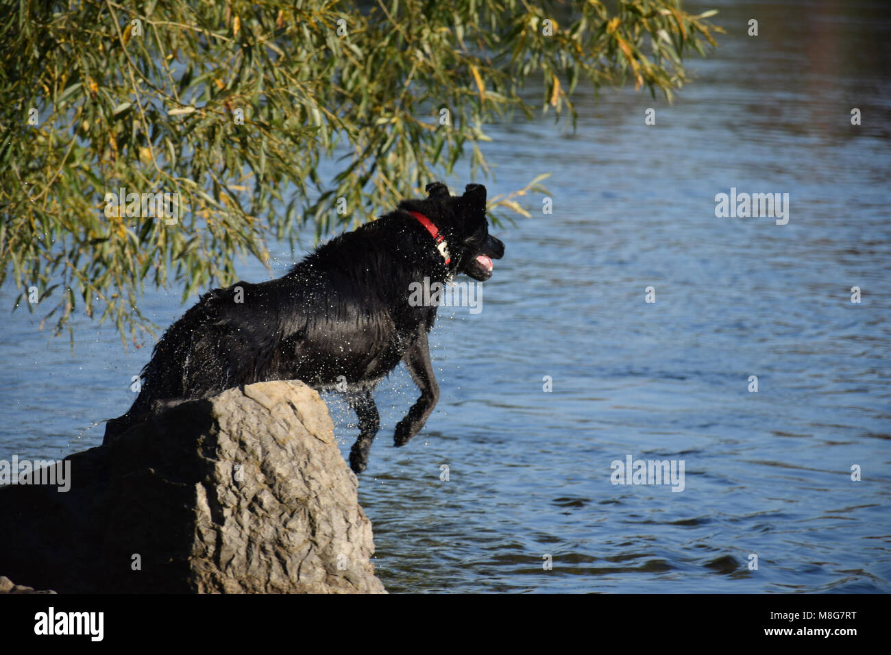 Une vie de chien - aller nager Banque D'Images