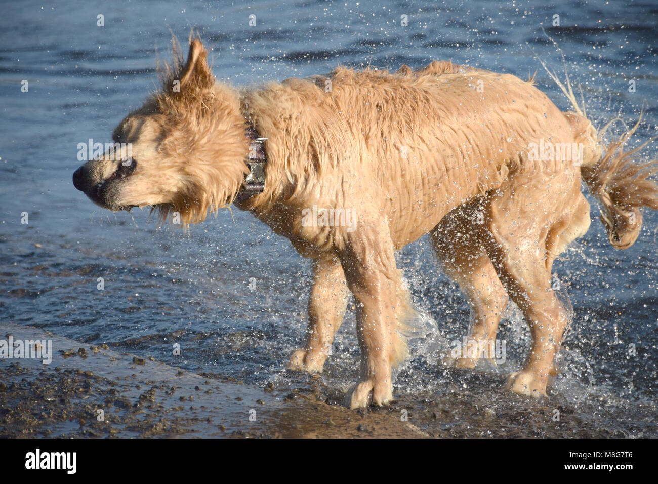 Une vie de chien - Shake it up ! Banque D'Images