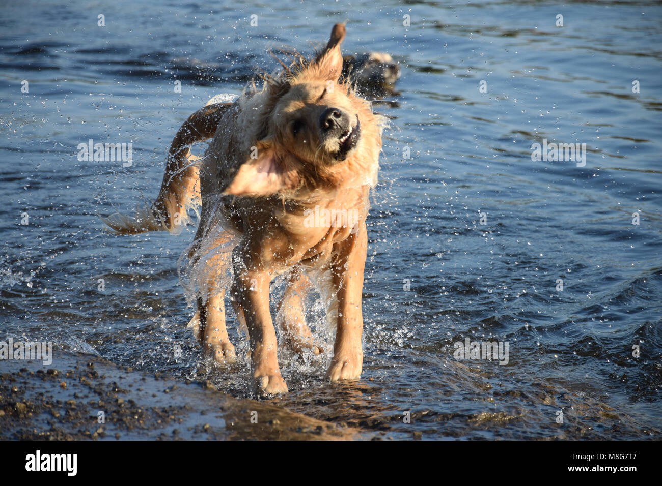 Une vie de chien - Shake it up ! Banque D'Images