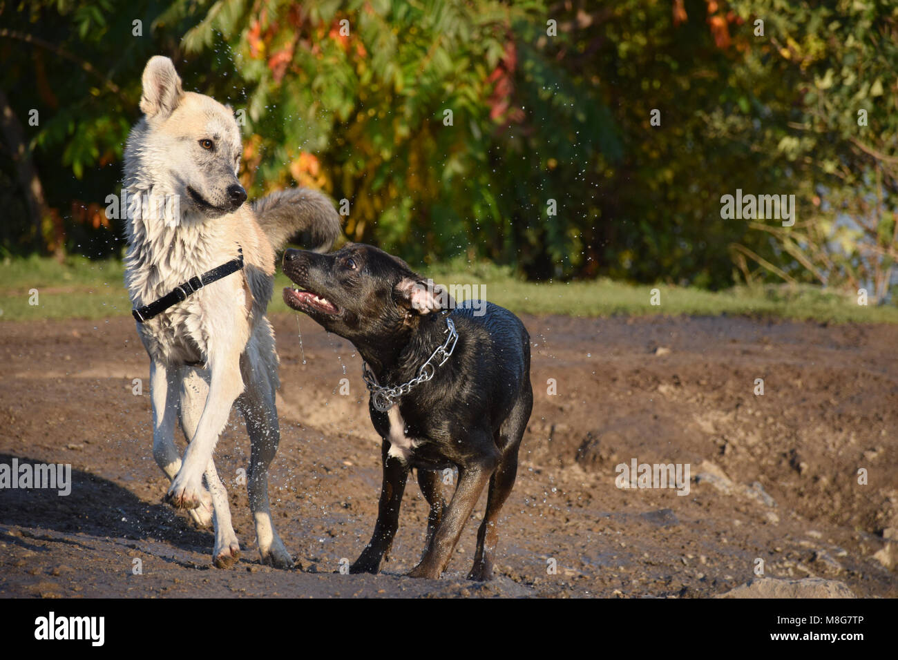 Une vie de chien - jouer au parc à chiens Banque D'Images