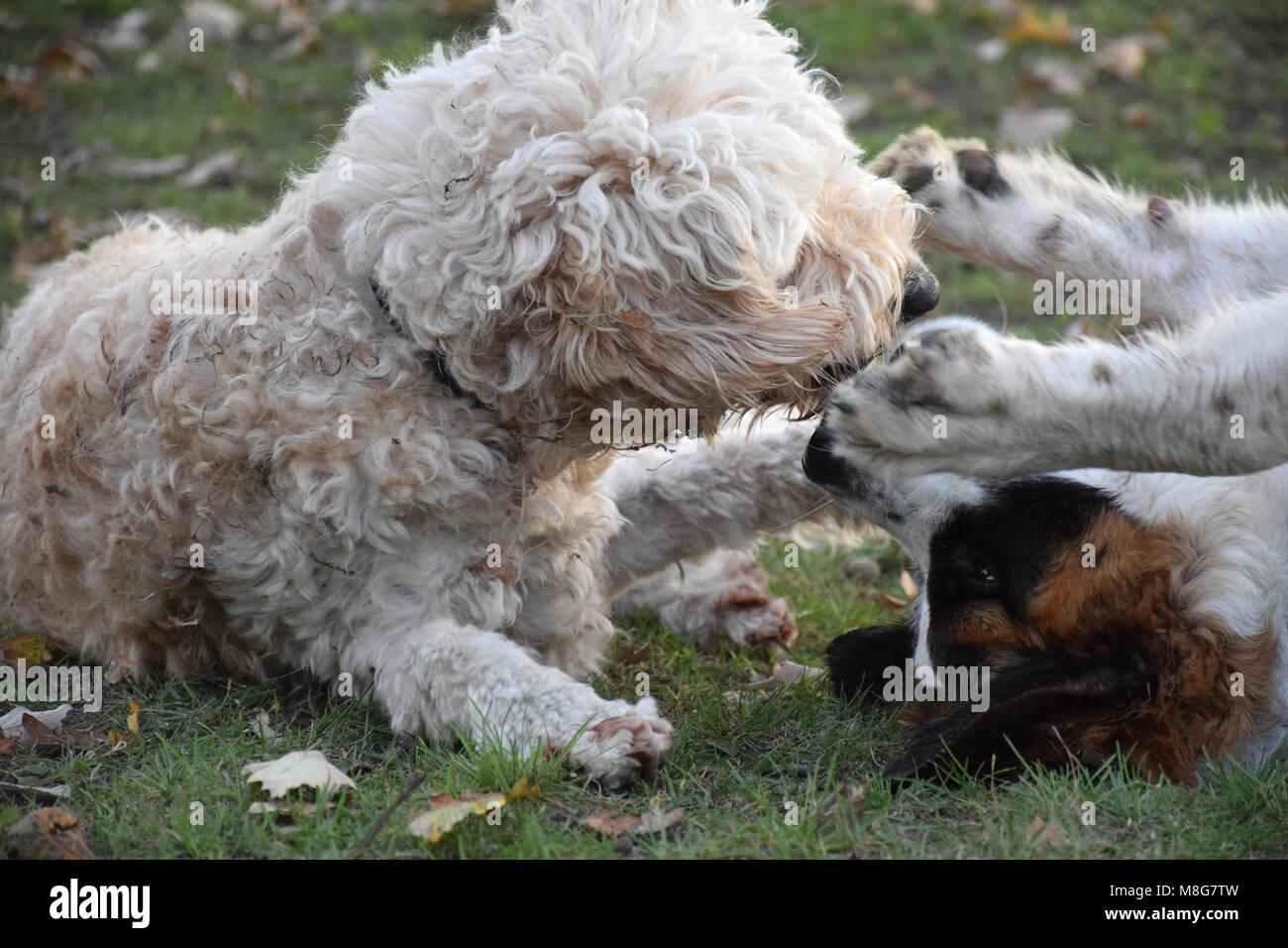 Une vie de chien - jouer au parc à chiens Banque D'Images