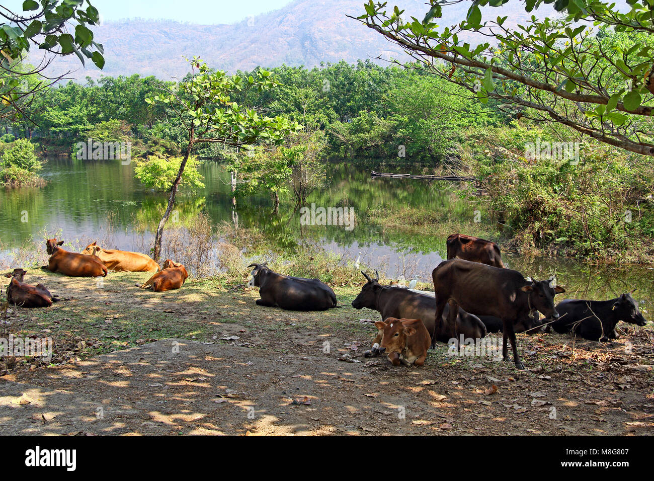 Troupeau de bovins qui reste et à ruminer à l'ombre sous les arbres près du lac sur une chaude journée d'été ensoleillée et au Kerala, en Inde. Banque D'Images
