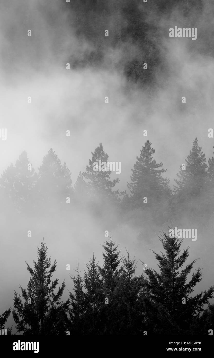La forêt et le brouillard, le Mont Tamalpais State Park, Californie Banque D'Images