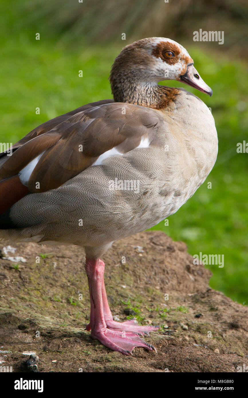 Egyptian goose debout sur mur de pierre, London Wetland Centre, London, UK Banque D'Images