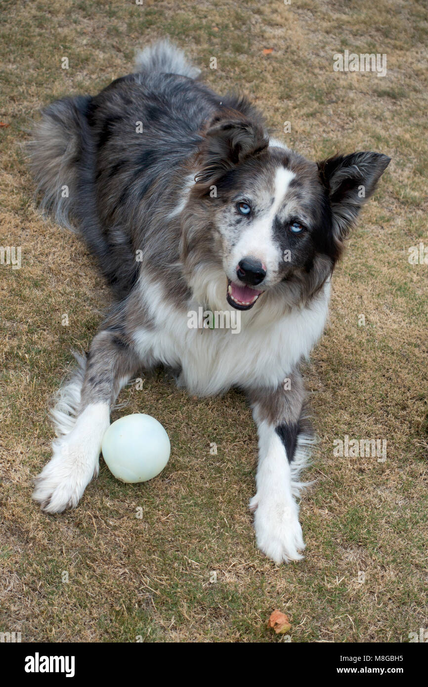 Koolie adultes chien avec balle. Ce chien montre la face noire typiques et sectorielles (heterochromia yeux couleur mixtes) qui sont courants dans cette race Banque D'Images