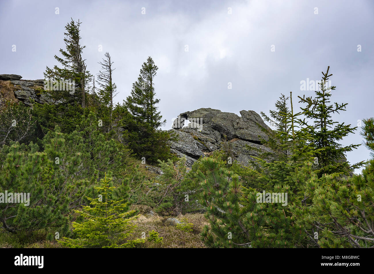 Les formations rocheuses et la végétation sur Grand Arber (montagne) Großer Arber, forêt de Bavière, la Bavière, Allemagne. Banque D'Images