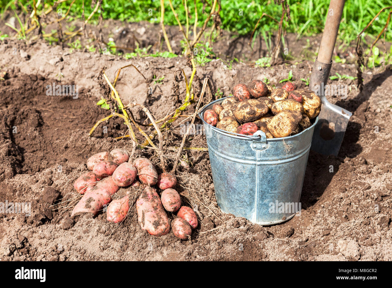 Les pommes de terre fraîchement creusés dans le métal et le godet de pelle à jardin de légumes Banque D'Images