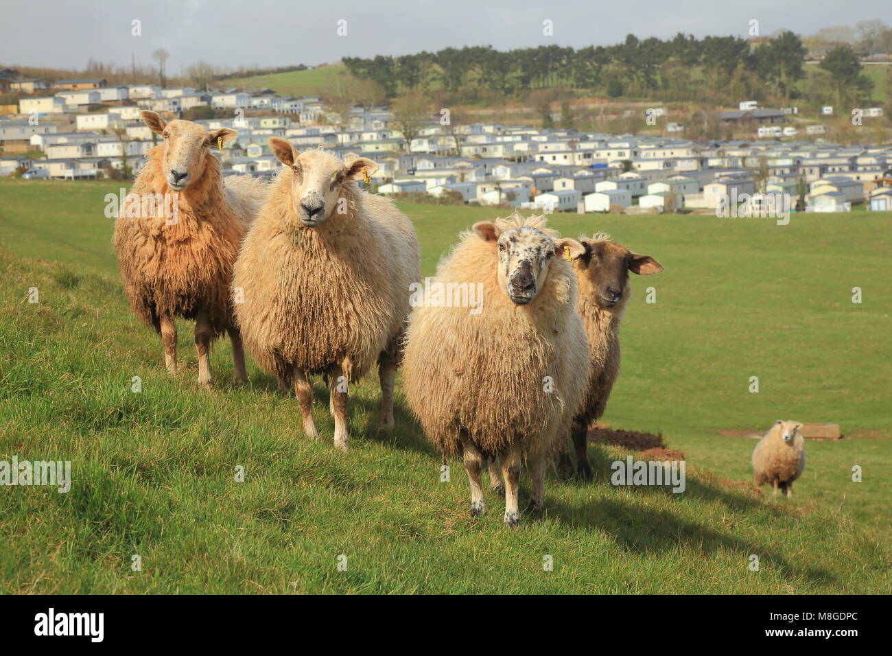 Troupeau de moutons sur les terres agricoles près de Ladram Bay dans l'est du Devon Banque D'Images