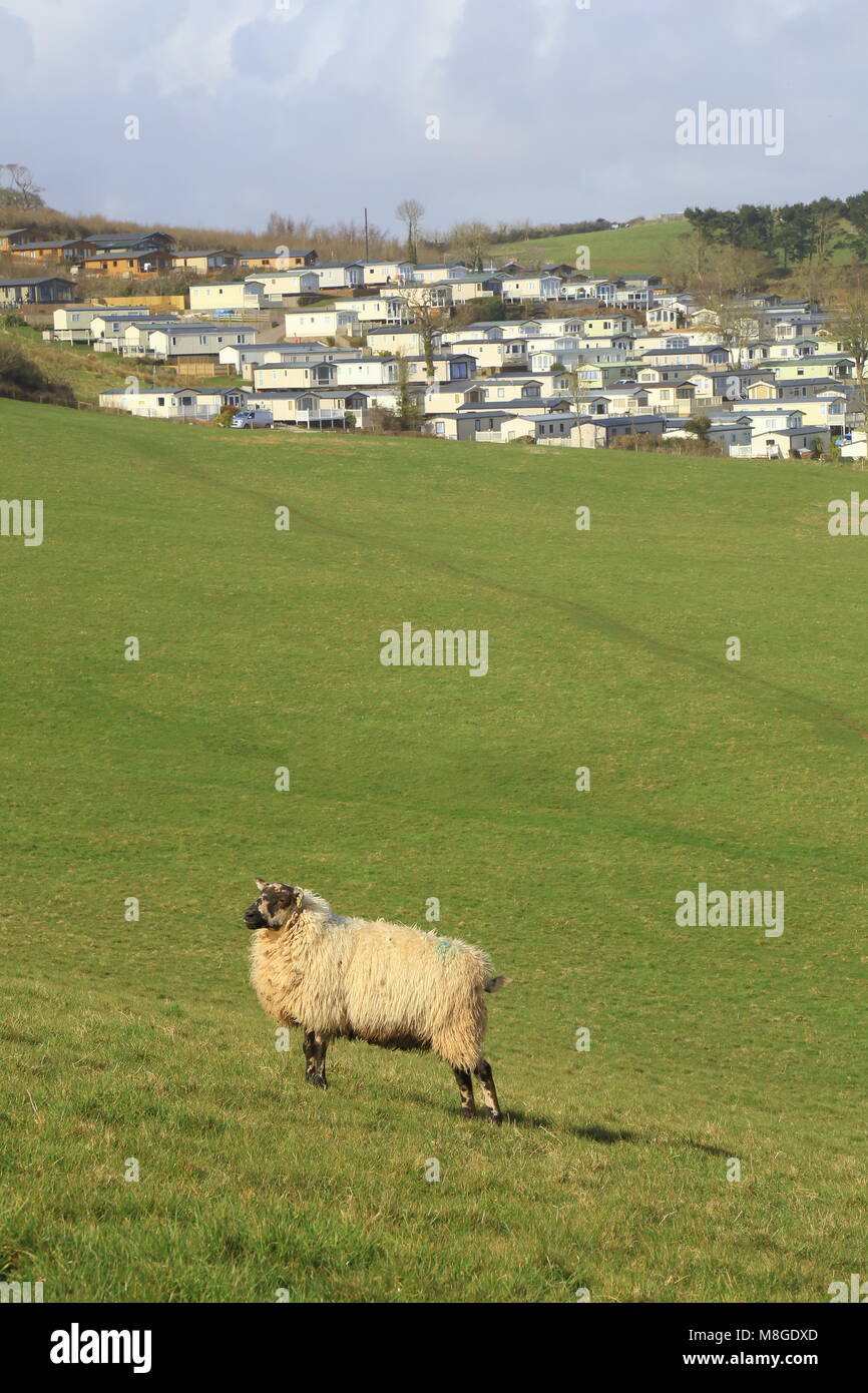 Les moutons sur les terres agricoles près de Ladram Bay dans l'est du Devon Banque D'Images