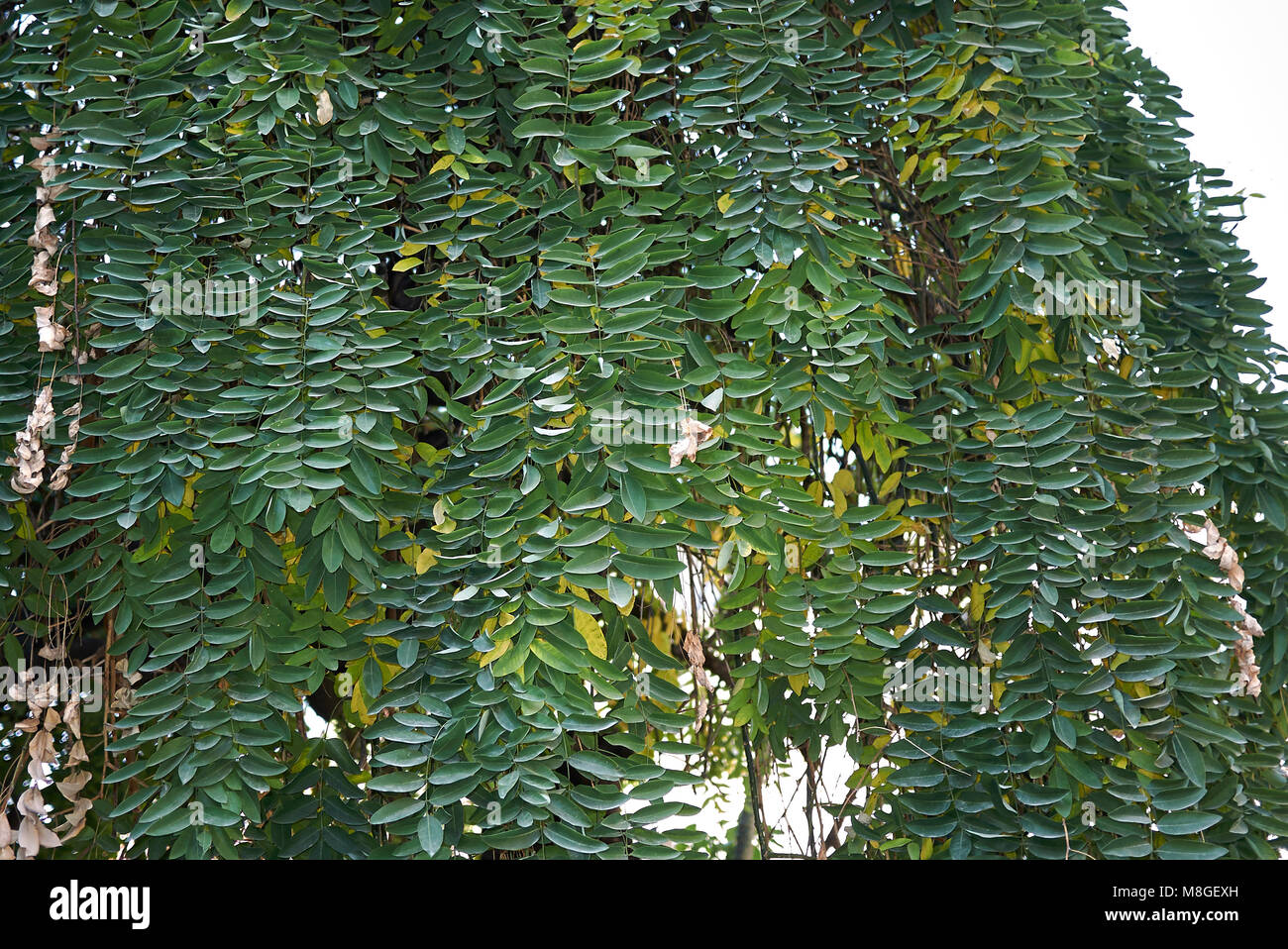 Styphnolobium japonicum pendula Banque D'Images